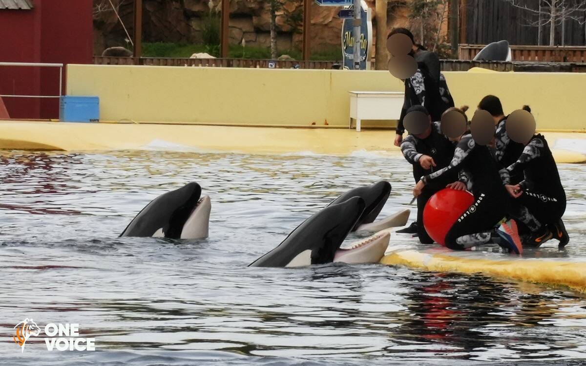 Orques de Marineland: l'association One Voice propose de les transférer dans un sanctuaire au Canada