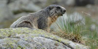 Combien de marmottes ont déjà été chassées dans les Alpes-Maritimes?