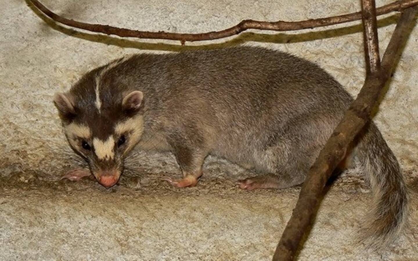 Et Si C Etait Finalement Le Blaireau Furet Qui Avait Transmis Le Coronavirus A L Etre Humain Nice Matin Et Si C Etait Finalement Le Blaireau Furet Qui Avait Transmis Le Coronavirus A L Etre Humain Nice Matin