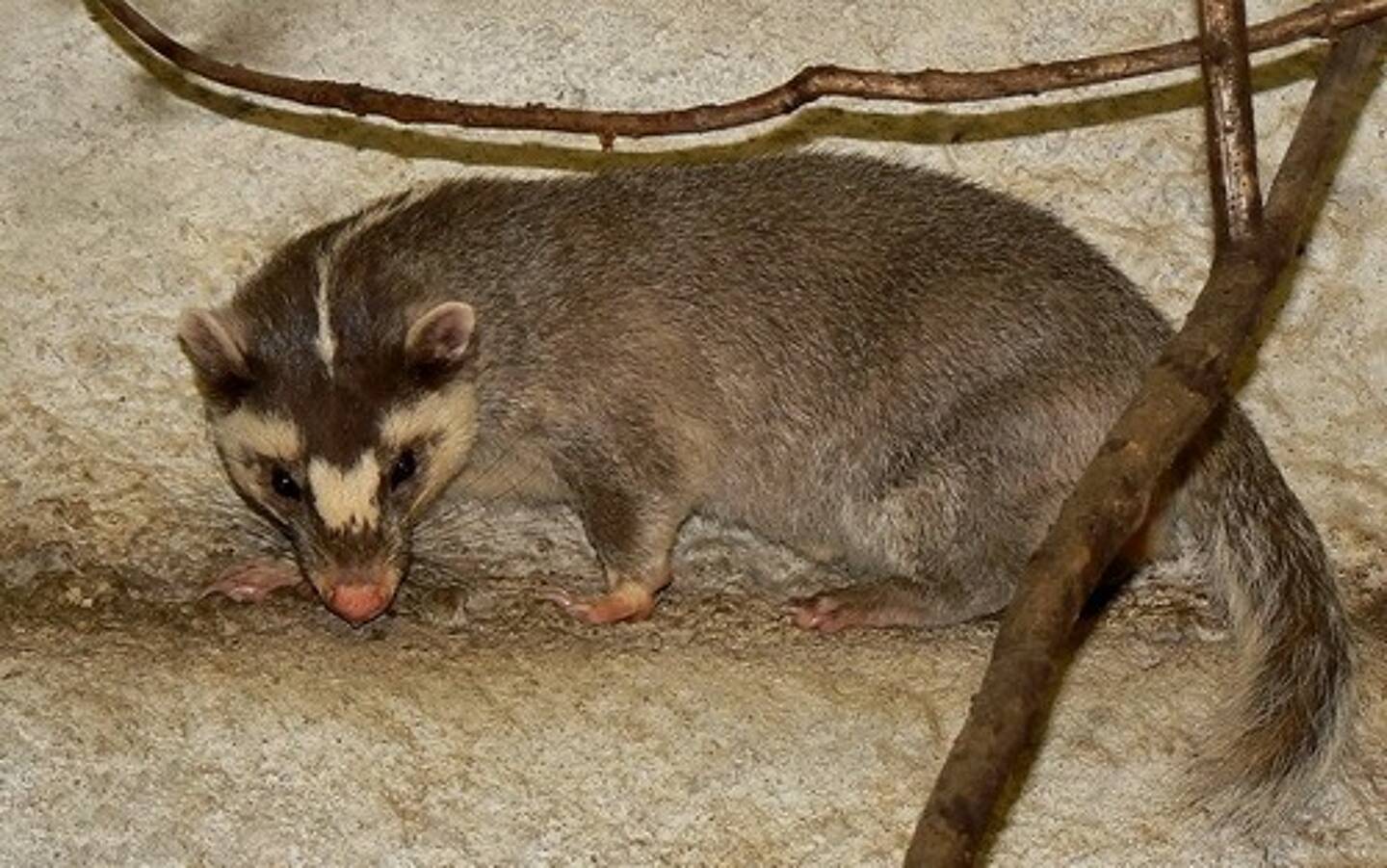 Et Si C Etait Finalement Le Blaireau Furet Qui Avait Transmis Le Coronavirus A L Etre Humain Nice Matin