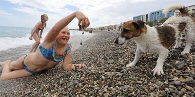 Sur quelles plages des Alpes-Maritimes et du Var peut-on amener son chien?