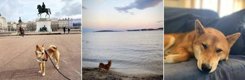 Clovis, le chien "militant" qui a pris sa carte d'adhérent pour voter à la primaire LR à Nice