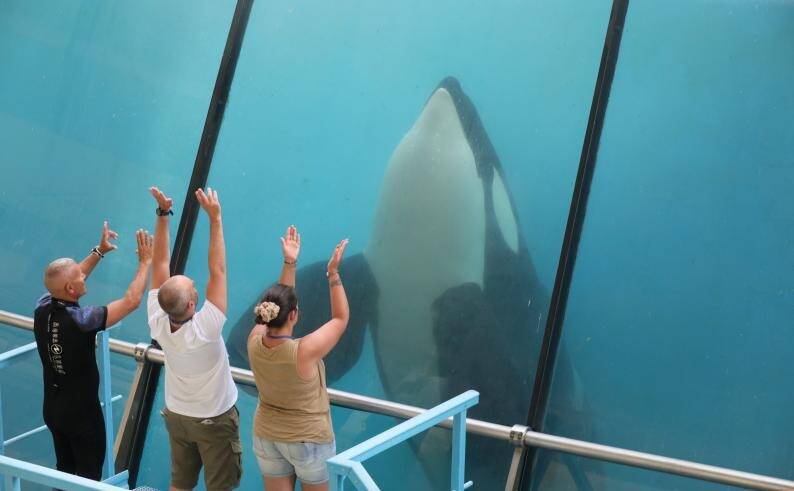 On fait le point sur les derniers rebondissements autour du transfert des orques de Marineland