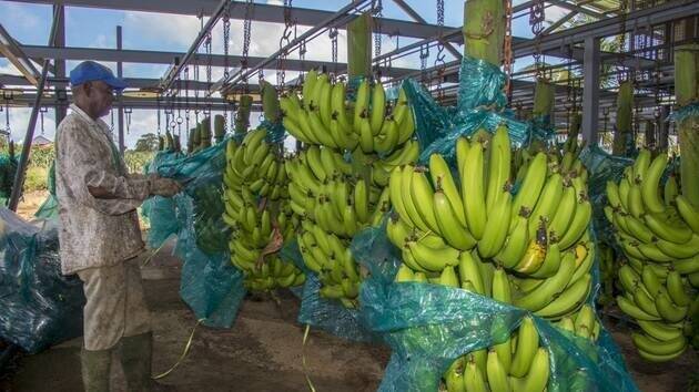 Des milliers de personnes contaminées: qu'est-ce que le chlordécone, à l'origine d'une pollution en Guadeloupe et en Martinique?