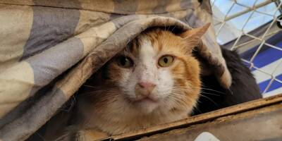 Chats retrouvés morts dans une maison des Alpes-Maritimes: une cagnotte lancée pour aider les 38 survivants