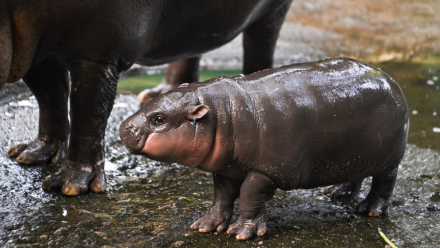 Qui est Moo Deng, ce bébé hippopotame pygmée devenu une sensation dans son zoo en Thaïlande et sur Internet?