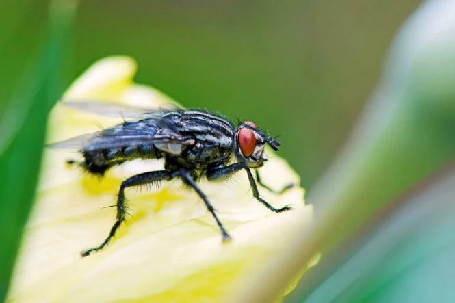 Sa morsure fait saigner et peut rendre aveugle: qu'est-ce que la simulie, cette mouche africaine qui sévit dans le Sud de l'Europe?