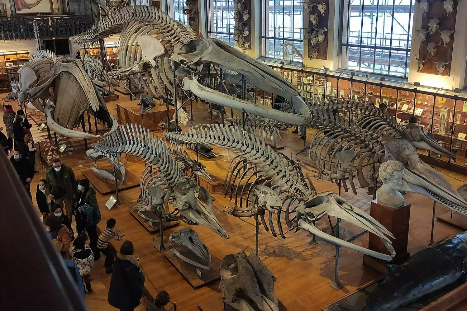 Ils ont utilisé une disqueuse et un chalumeau: des pépites d'or d'une "valeur patrimoniale inestimable" dérobées au Muséum national d'Histoire naturelle
