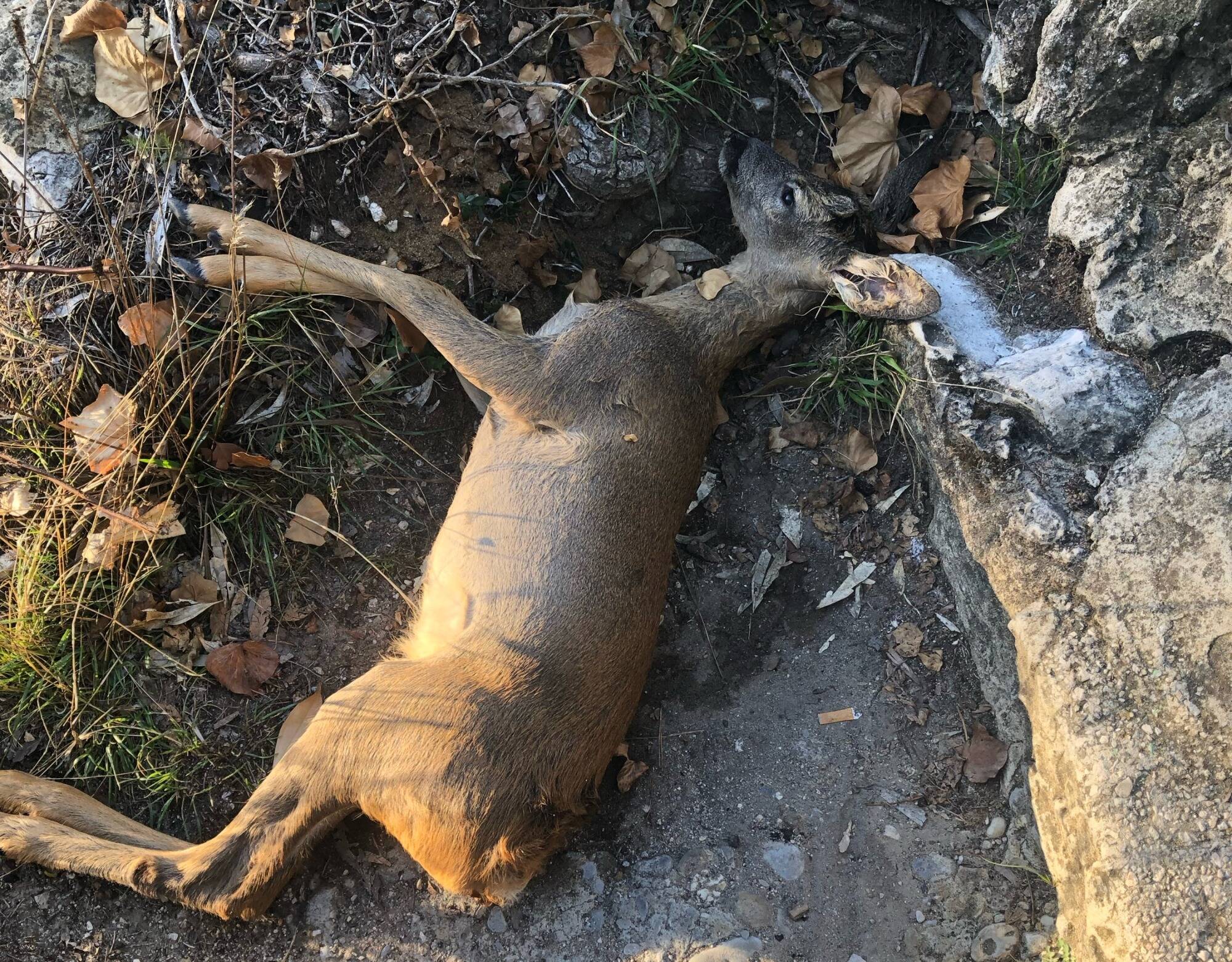 "Je n'avais jamais vu ça en 67 ans": il promène ses chiens dans Nice... et tombe sur un faon mort