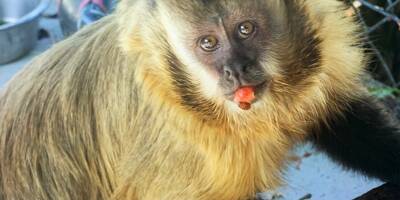 Ils détenaient illégalement des singes capucins, un couple de retraités azuréens devant le tribunal