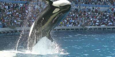Marineland explique pourquoi les spectacles d'orques reprendront à la fin du mois