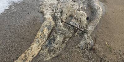 Un mystérieux animal marin de cinq mètres retrouvé sur une plage du Var