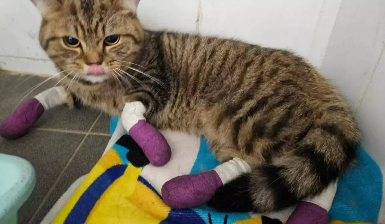 Chat traîné derrière un vélo à Nice: un homme condamné à 6 mois de prison ferme