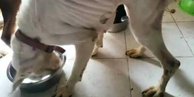Maltraitance animale: trois chiens cadavériques découverts à Vence