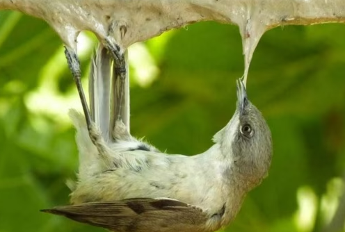 Une cliente de Bricorama à Nice lance une pétition contre la vente de pièges à colle et recueille près de 14.000 signatures