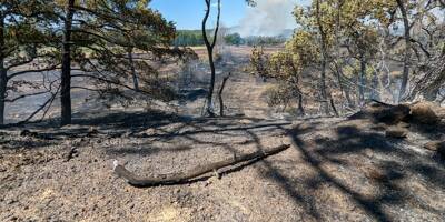 Un incendie se déclare dans la forêt qui sépare Saint-Maximin de Mazaugues