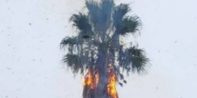 La foudre met le feu à un palmier à Saint-Raphaël