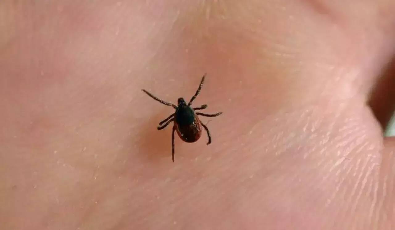 Tiques et maladie de Lyme: 5 bons gestes à adopter pour s'en prémunir et agir en cas de morsure