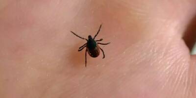 Tiques et maladie de Lyme: 5 bons gestes à adopter pour s'en prémunir et agir en cas de morsure