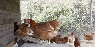 Grippe aviaire chez l'humain: à surveiller mais pas d'alarmisme