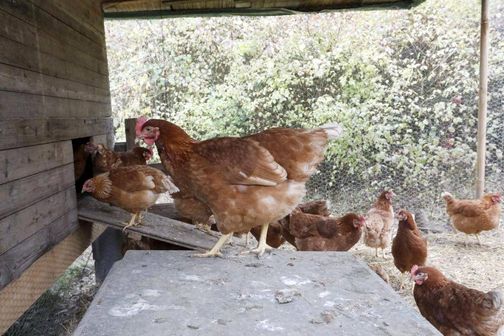 , Au Cambodge, deux cas de contamination humaine à la grippe aviaire constatés
