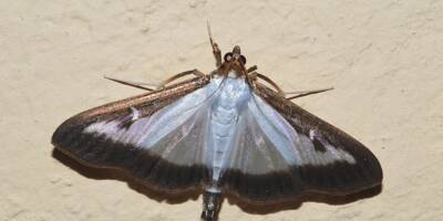 Espèces exotiques invasives: le papillon qui décime le buis de l'arrière-pays