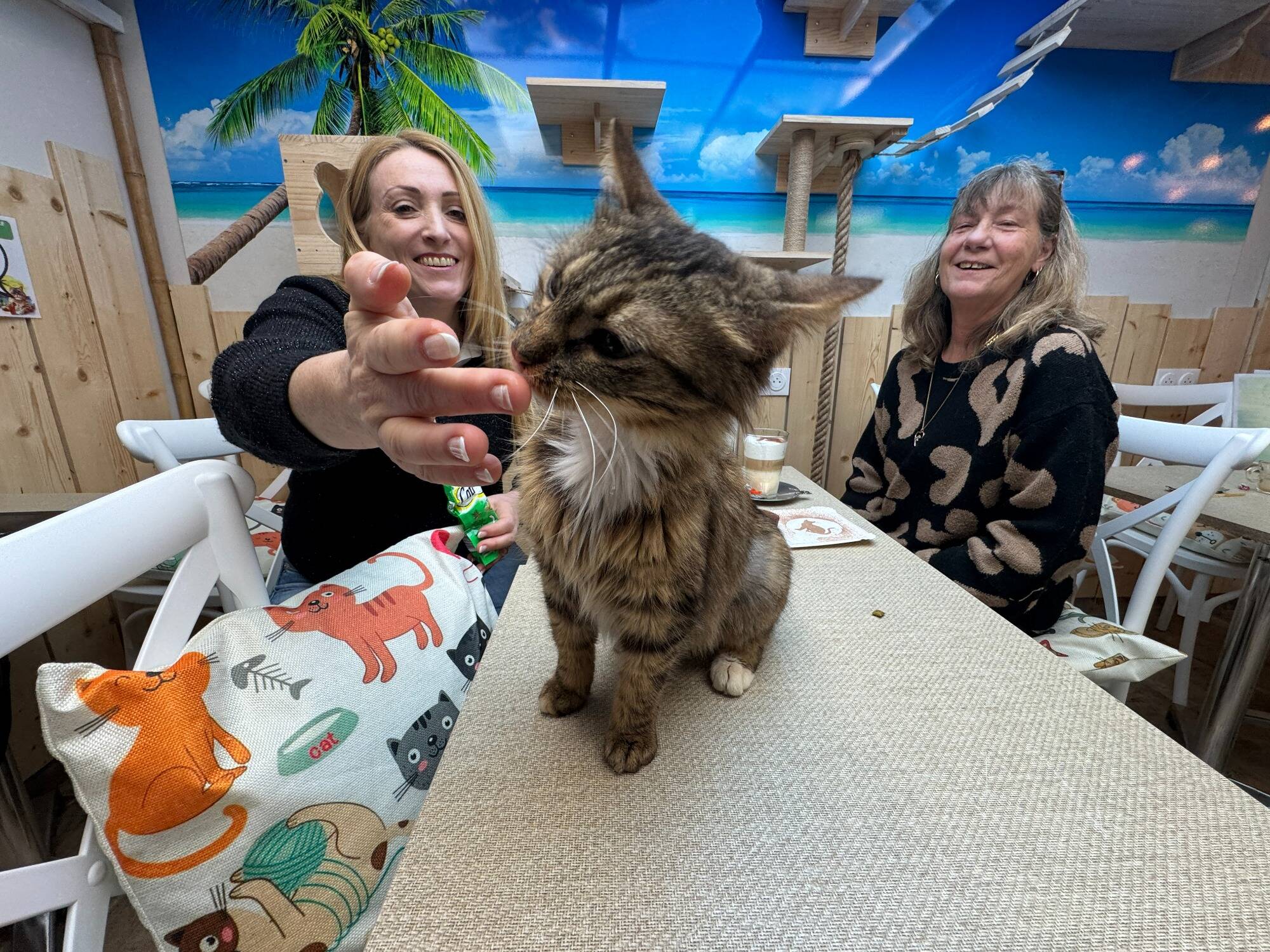 Le premier bar à chats de Saint-Raphaël ouvre ce samedi et propose les félins à l'adoption