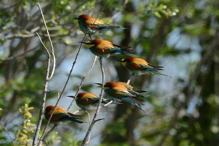 "Nous avons besoin d'aide": recenser les oiseaux pour des crédits à l'université
