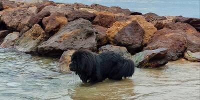 Plages, rivières... on vous donne les 7 meilleurs coins pour aller vous baigner avec votre chien sur la Côte d'Azur