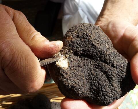 La truffe blanche d'Italie désormais produite en France - Nice-Matin
