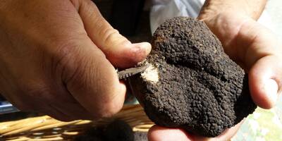 La truffe blanche d'Italie désormais produite en France
