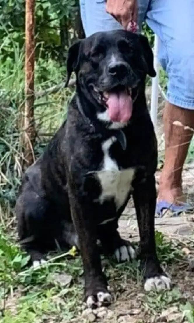 Ils le soupçonnent d'avoir battu et tué un chien cet été, deux hommes mènent une expédition punitive 10 mois plus tard