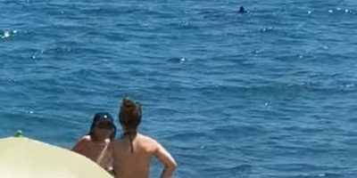 Un requin déclenche une vague de panique sur la plage de Barcarès