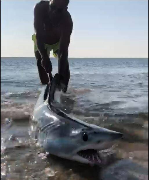 Un requin "mako" de deux mètres s'échoue sur une plage du sud de la France