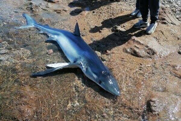 Un requin peau bleue s'échoue sur une plage en Corse