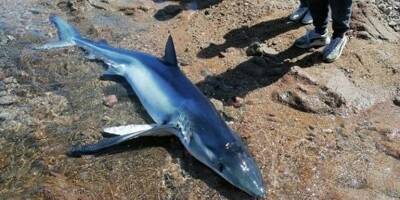 Un requin peau bleue s'échoue sur une plage en Corse