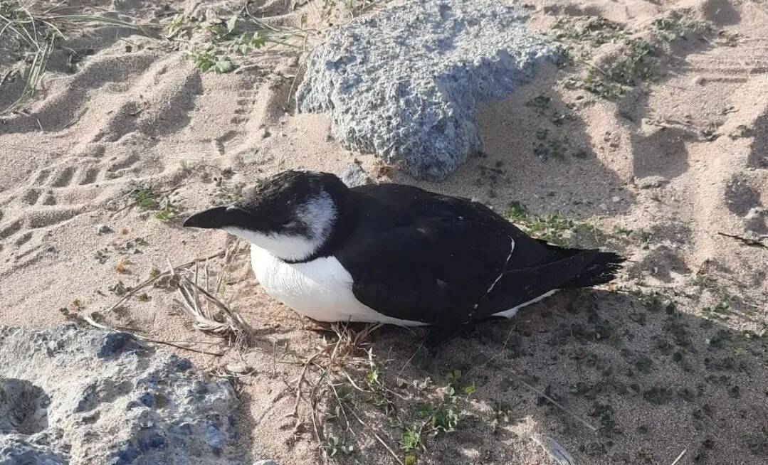 "On se sent démuni, on ne sait pas ce qu'il faut faire": il sauve un pingouin torda pris dans les rochers à Fréjus