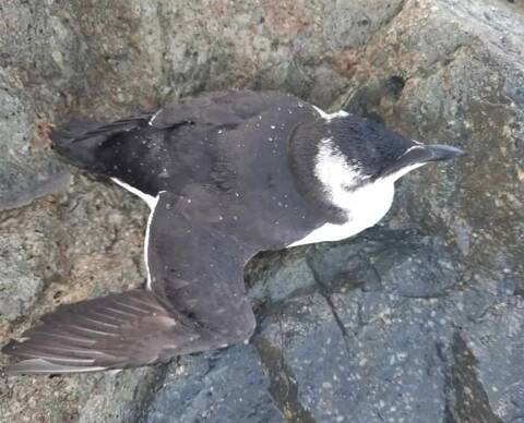 Un pingouin apparaît dans le port de Nice
