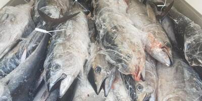 1,25 tonne de thon rouge et d'espadon saisie: lourdes peines encourues pour un pêcheur de Sanary