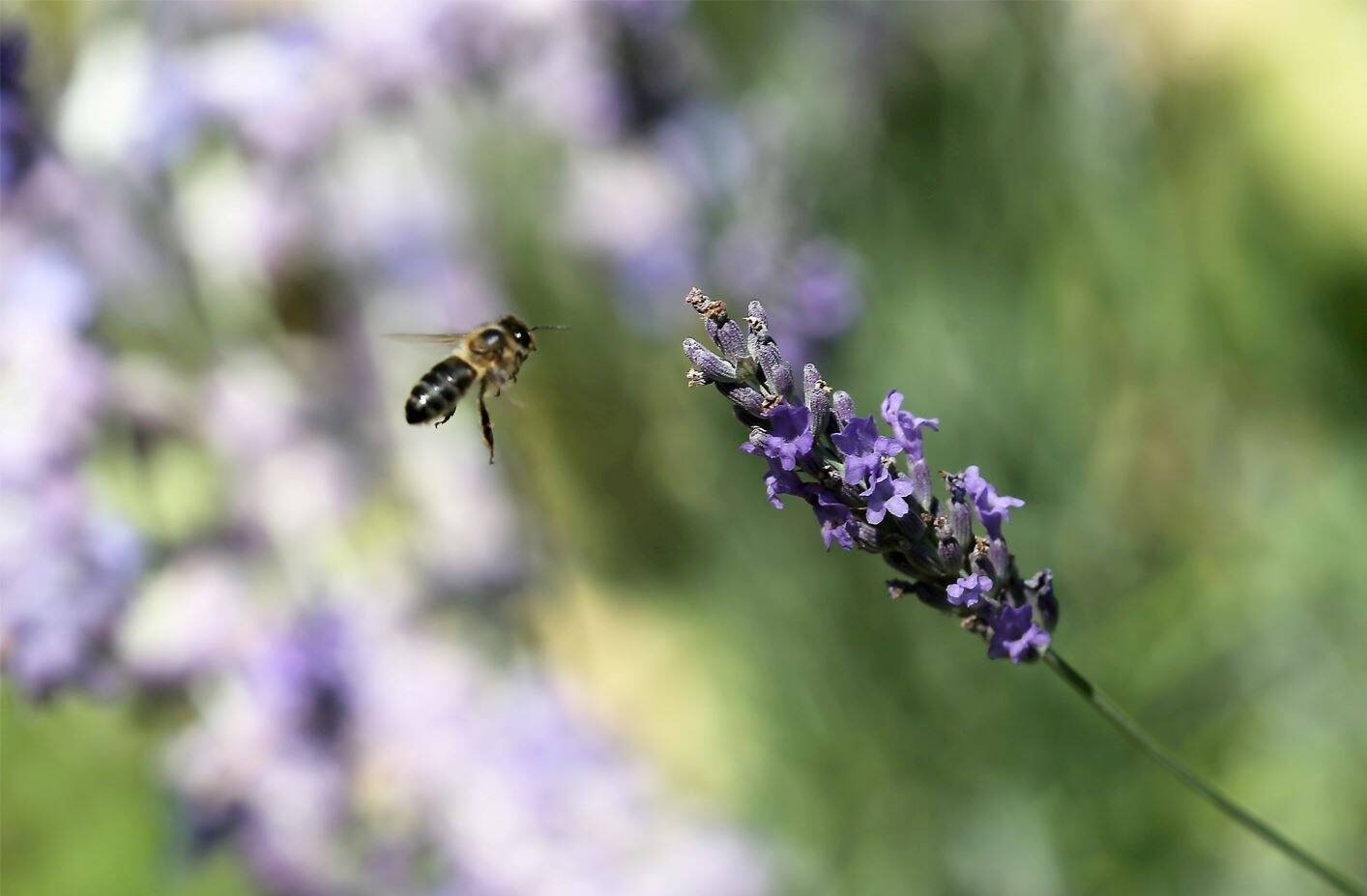 ABEILLES, POUR VOTRE SANTÉ, MANGEZ LE POLLEN D'AU MOINS CINQ