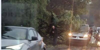 Intempéries: Un arbre chute sur une voiture et bloque la route à Cogolin