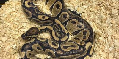 Il découvre un python royal dans son jardin dans le Golfe de Saint-Tropez