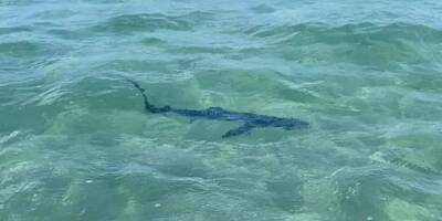 Un jeune requin bleu d'un mètre observé sur une plage du Var
