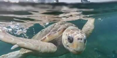Une tortue marine a pondu sur une plage du Var dans la nuit de samedi à dimanche