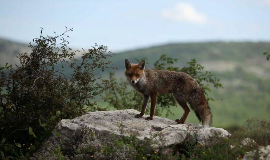 Un Renard Depece Accroche En Trophee Sur Un Rond Point D Un Village Varois Var Matin