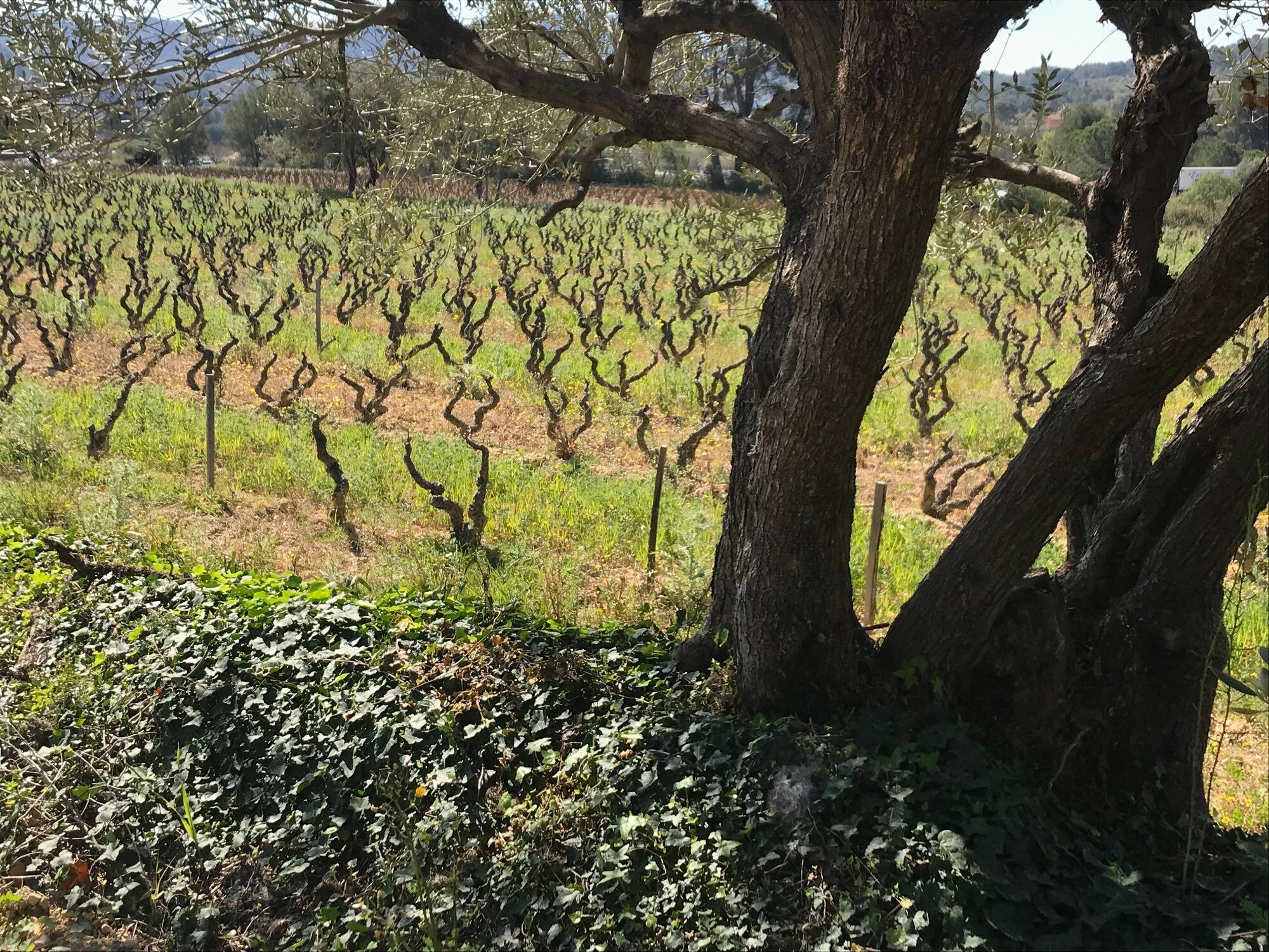 De la Provence à la Belgique, comment les vignes vont-elles s'adapter ...