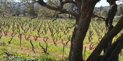De la Provence à la Belgique, comment les vignes vont-elles s'adapter au-delà de +2 °C?