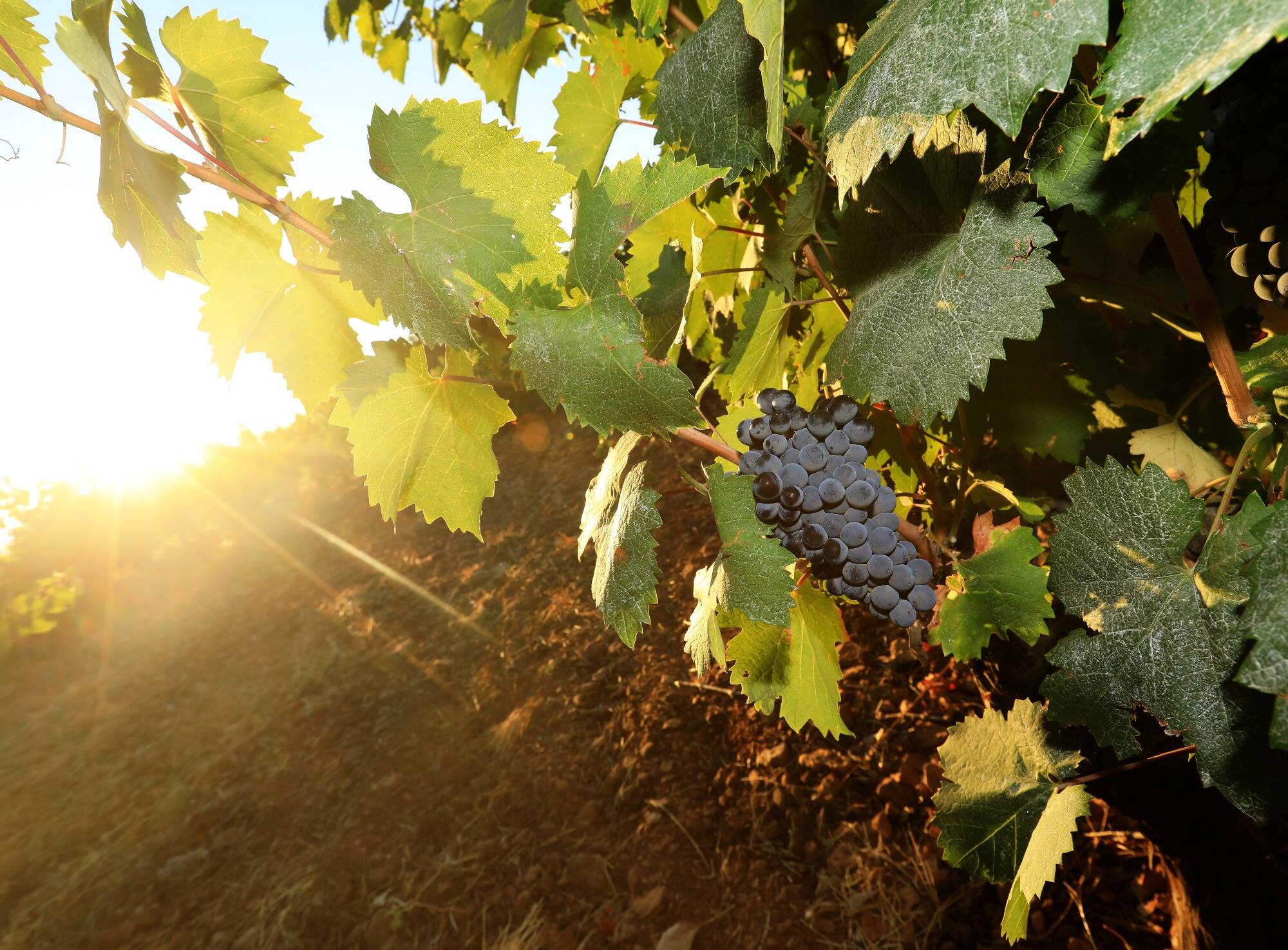Alors que la récolte s'annonce historique en 2025, l'interprofession des vins de Provence s'adapte face à une demande en berne
