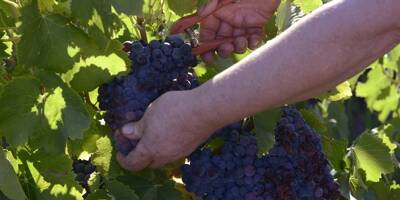 En Italie, ces viticulteurs misent sur un vignoble durable et connecté