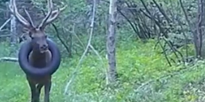 Un wapiti américain enfin libéré du pneu coincé autour de son cou depuis deux ans